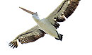 Pelican