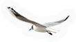 Seagull
