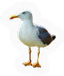 Seagull