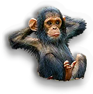 Chimp