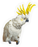 Cockatoo
