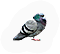 Pigeon