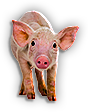 Piglet