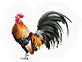 Rooster