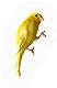 Canary