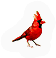 Cardinal