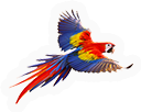 Parrot