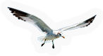 Seagull
