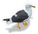 Seagull