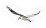 Seagull