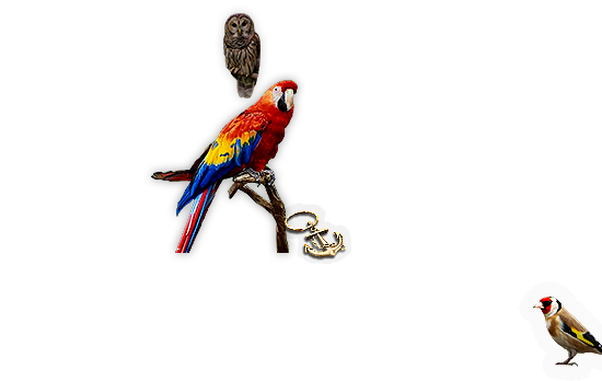 Composite image 8