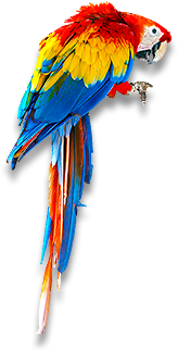 Parrot