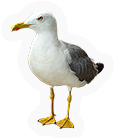 Seagull