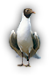 Seagull