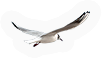 Seagull