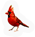Cardinal