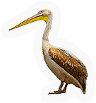 Pelican