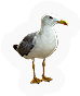 Seagull