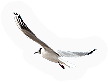 Seagull