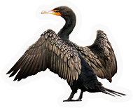 Cormorant