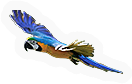 Parrot
