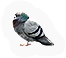 Pigeon