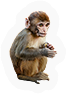 Baby Primate