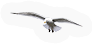 Seagull