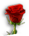 INS-redRose