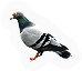 Pigeon