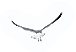 Seagull