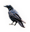 Crow