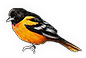 Oriole