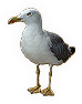 Seagull