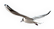 Seagull