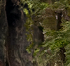 HOT-branches
