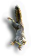 Mammal