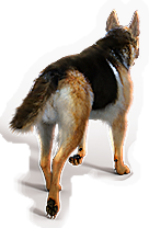Mammal