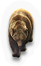 Mammal