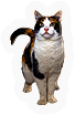 Mammal