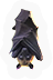 Mammal