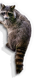 Mammal