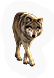 Mammal