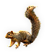 Mammal