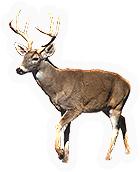 Mammal