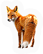 Mammal