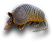 Mammal