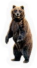 Mammal