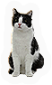 INS-cat