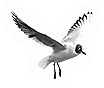 Seagull